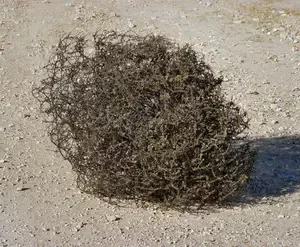 Tumbleweed-Effect